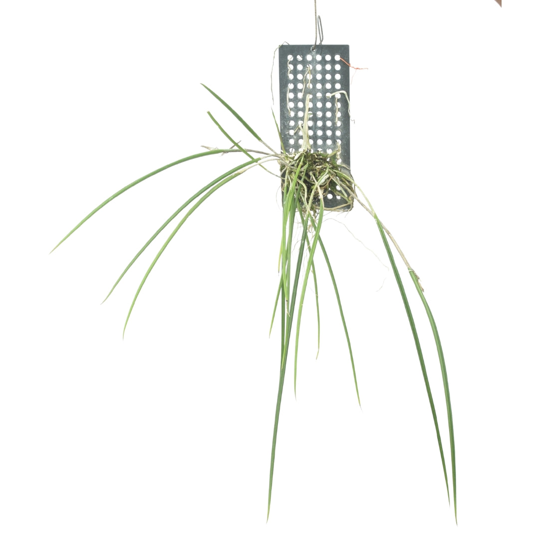 Brassavola appendiculata