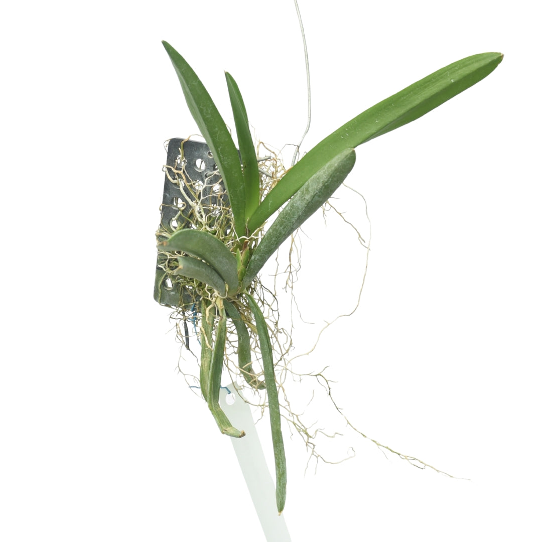 Ionopsis Utricularioides