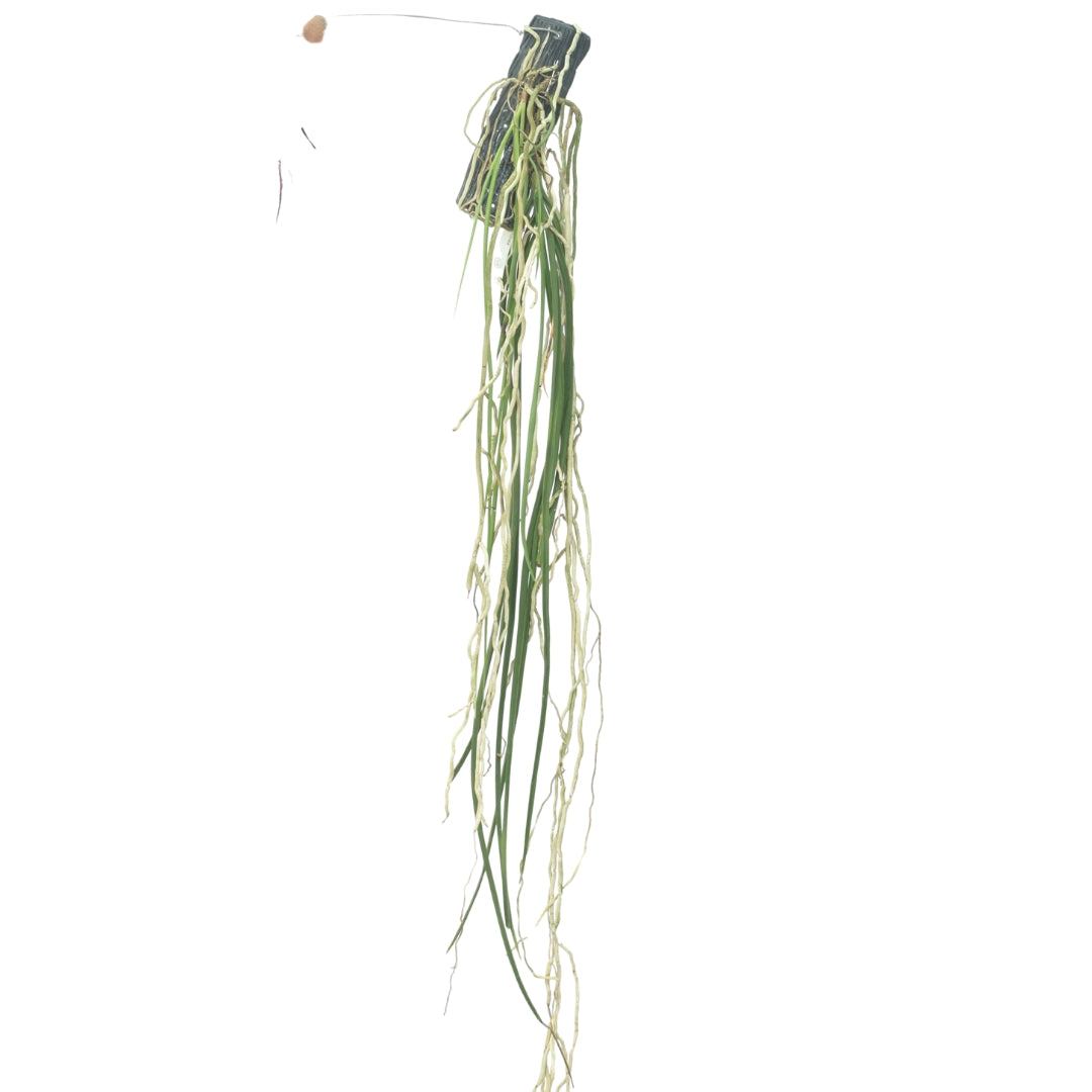 Seidenfadenia Mitrata