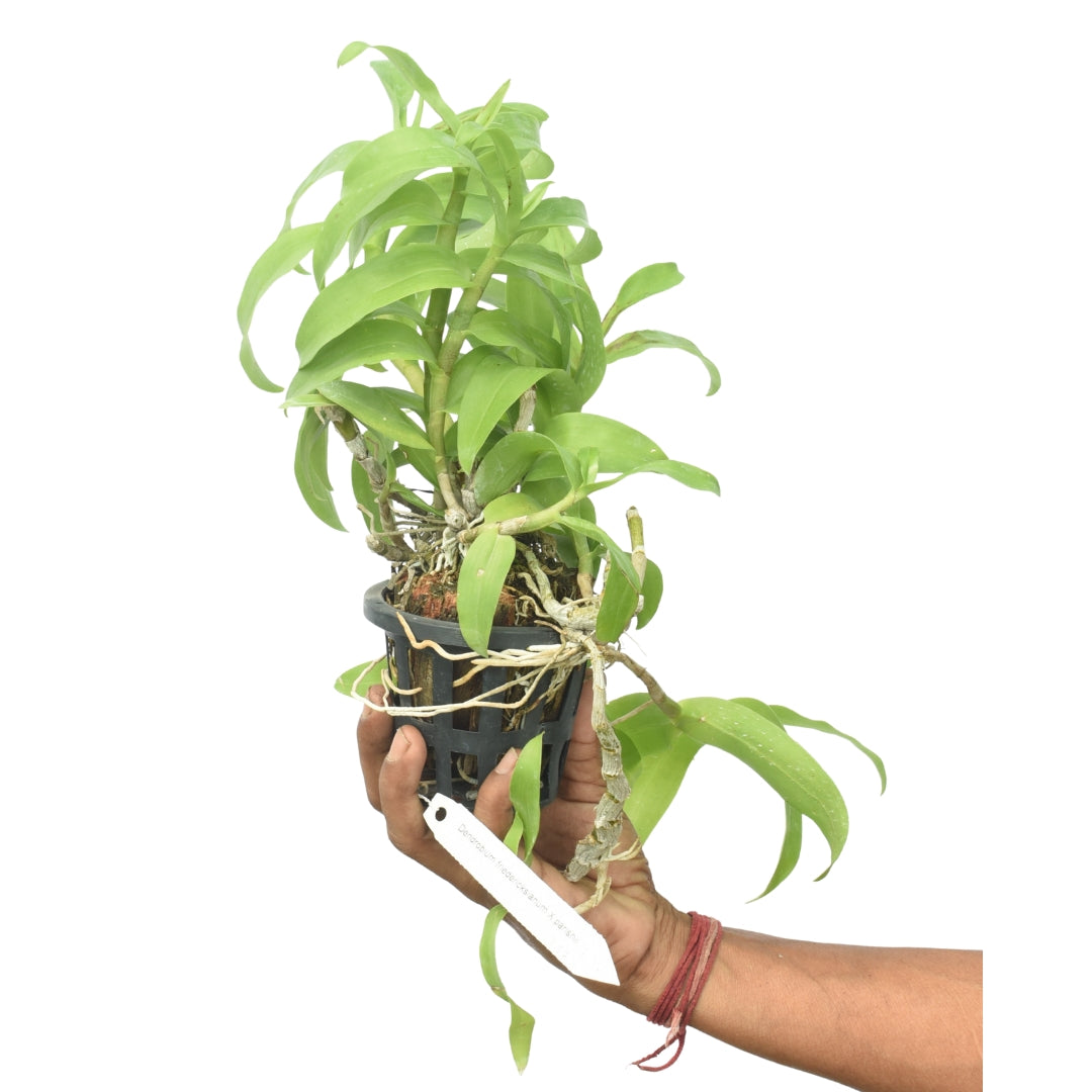Dendrobium Friedericksianum X Parishii