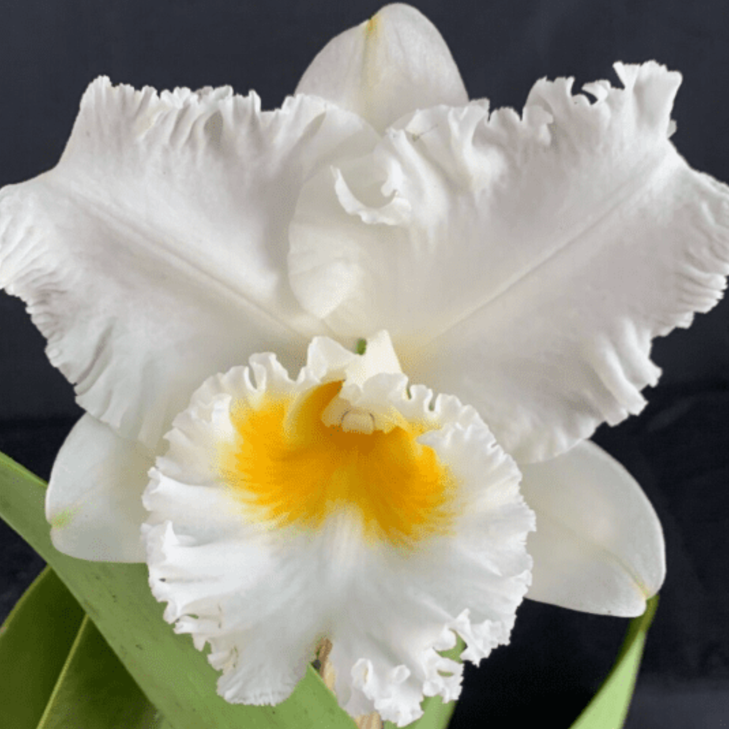 Cattleya Shinfong White Charm