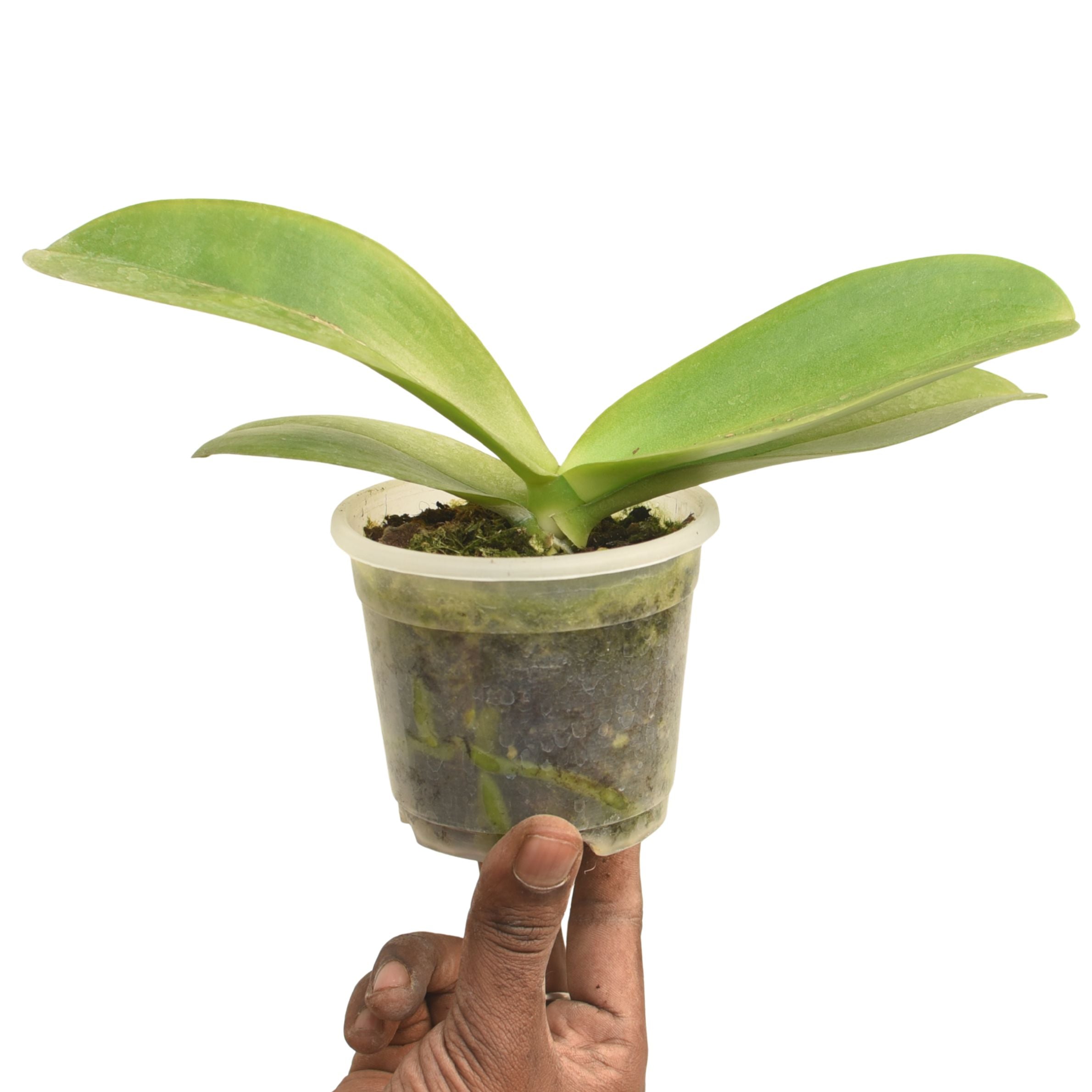 Phalaenopsis Amabilis