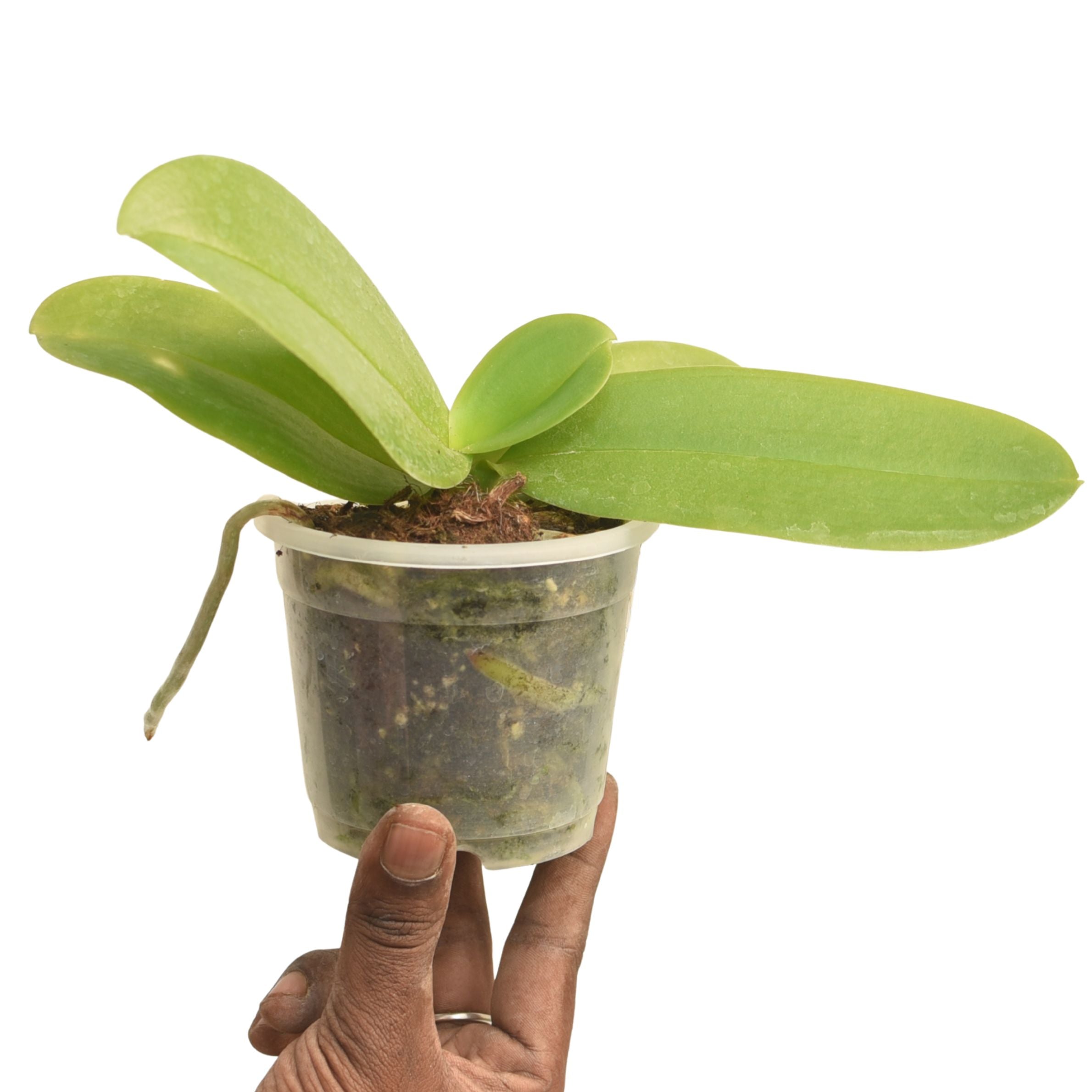 Phalaenopsis Norwish