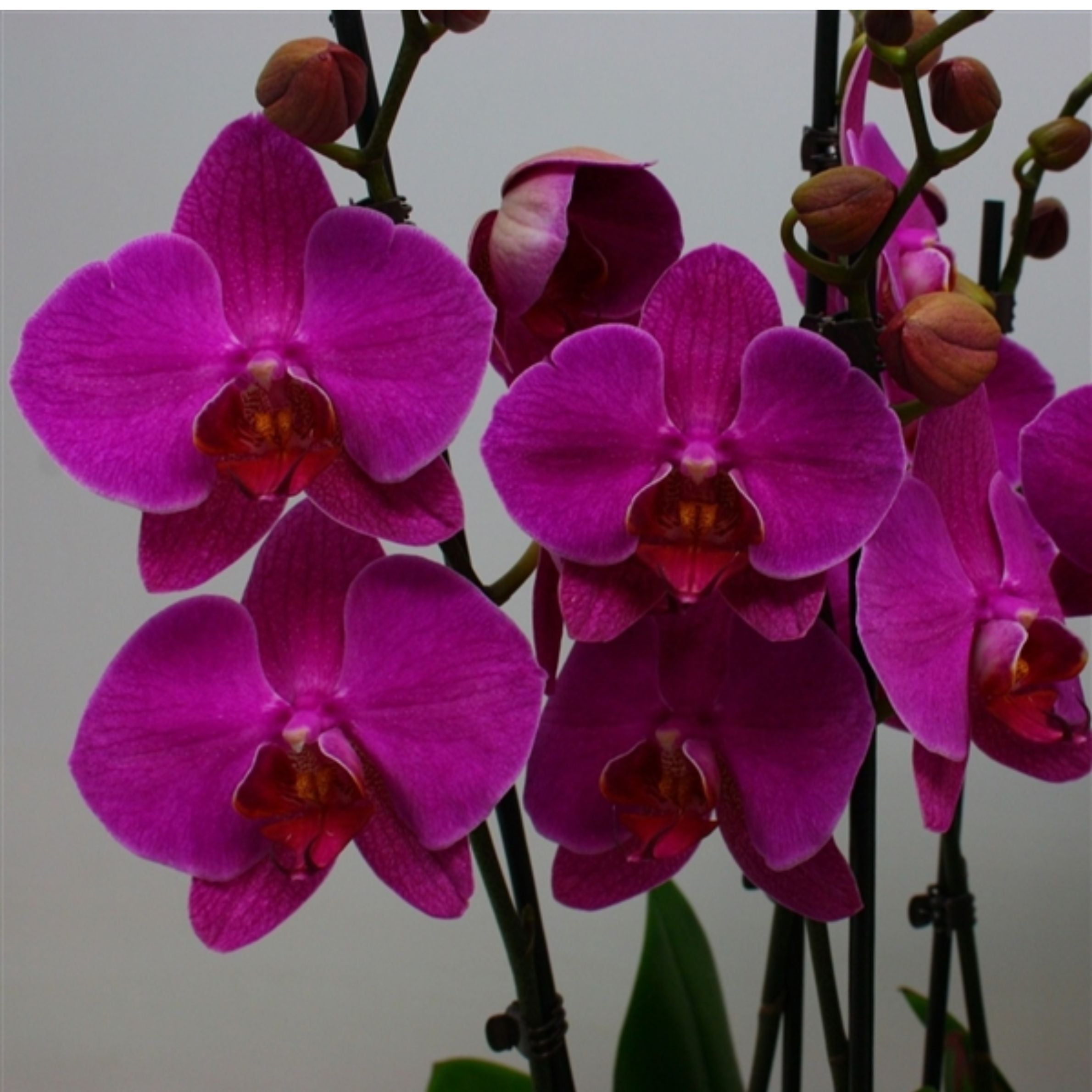 Phalaenopsis Red Eye