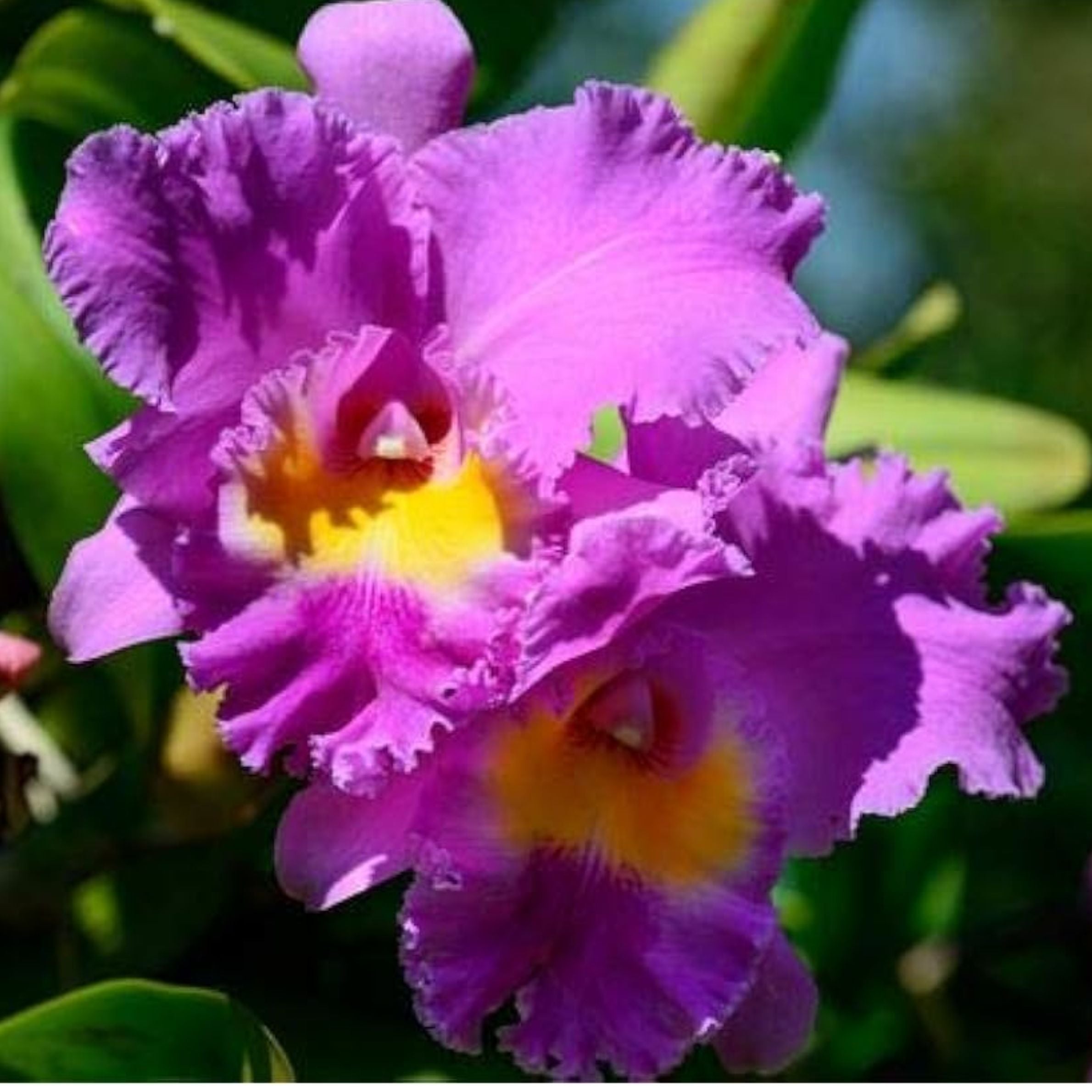 Brassolaeliocattleya Nan Chang 'SIlk Olympic Torch'