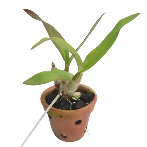 Dendrobium Mayneal x Uraiwan