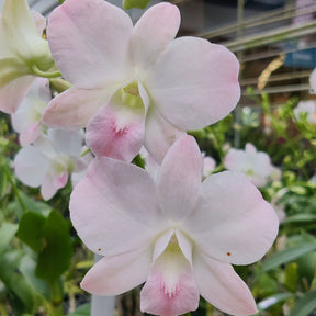 Dendrobium Visa Peach Orchid - Delicate Peach-Colored Blossoms with Grace and Beauty
