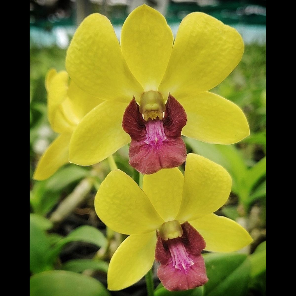 Dendrobium Burana Jade Orchid - Yellow Blooms and Delicate Petals