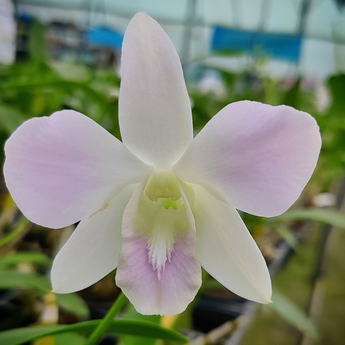 Dendrobium Pink Happy orchid showcasing its vibrant pink blooms, radiating joy and happiness in a stunning floral display