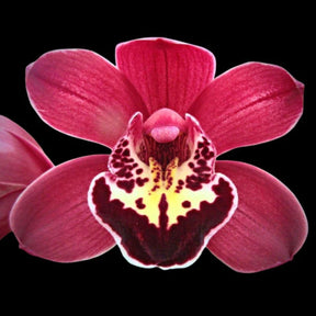 Cymbidium Marilyn Levi Orchid - Exquisite Blooms and Captivating Fragrance 