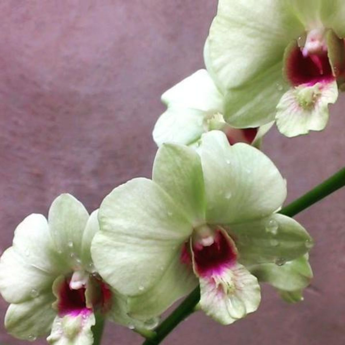 Dendrobium Jade Junior Orchid - Vibrant Green Blooms for Sale