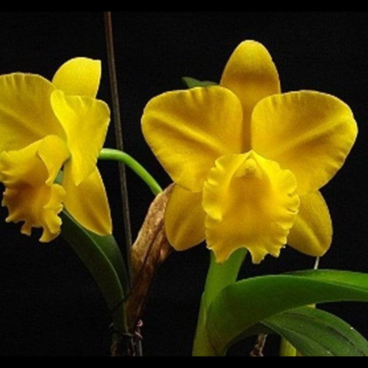 Cattleya Rth. Mini Yellow Orchid - Vibrant Yellow Blooms - Shop Now for Exquisite Beauty and Charm