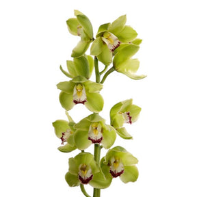 Introducing the exquisite Cymbidium 'Green Valerie' Orchid, a true embodiment of natural elegance. This exceptional orchid variety features captivating blooms that will leave you enchanted. 