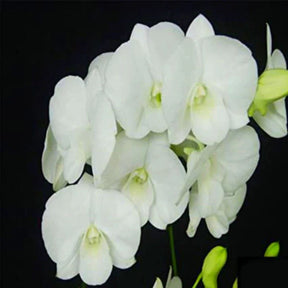 Dendrobium Airy White Orchid - Pure White Petals and Serene Elegance