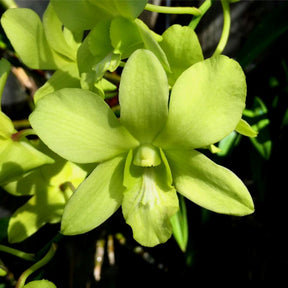Dendrobium Areedang Green Orchid - Vibrant Green Color and Unique Petal Patterns