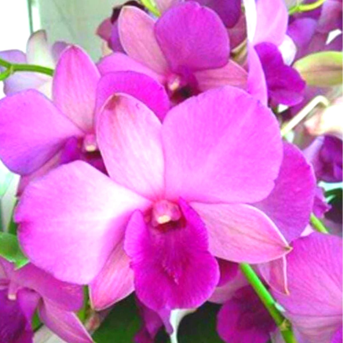 Dendrobium Pink Panda Orchid - Soft Pink Petals and Graceful Beauty
