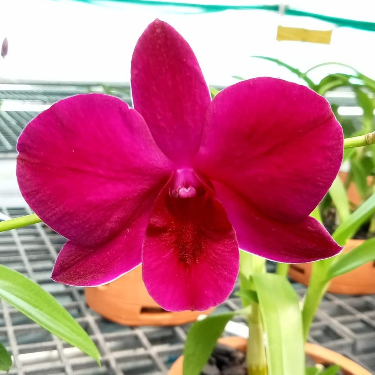 Dendrobium Ladda Red Orchid: Striking red blooms showcasing vibrant beauty and elegance