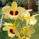 Dendrobium Getton Sunray orchid - Radiant and vibrant blooms for sale online