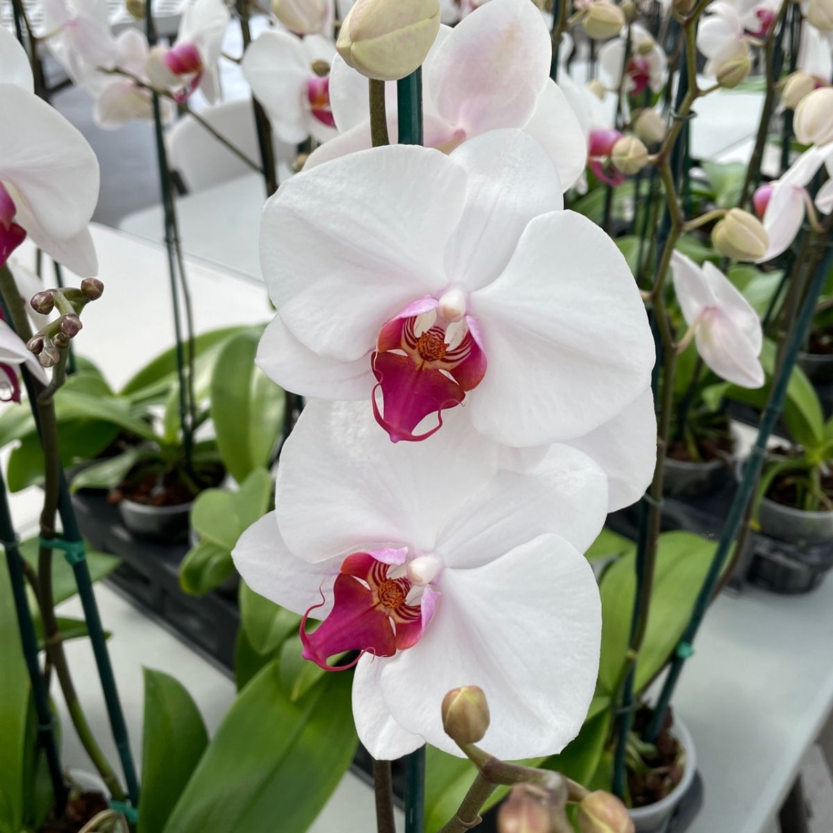Gorgeous Phalaenopsis Splendid Orchid Flower - Unveiling Nature's Splendor and Grace
