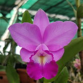 Vibrant Cattleya Varut Valentine orchid with rich pink and white petals, ideal for gifting and home decor.