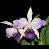 Elegant c-mishima-elf orchid flower in full bloom