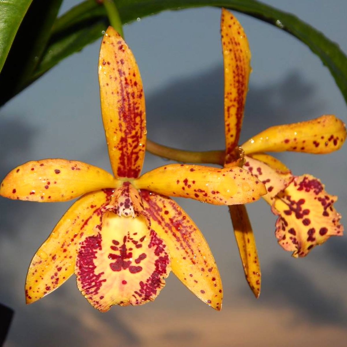 Buy Seidenfadenia Mitrata Alba Orchid Online - Exquisite