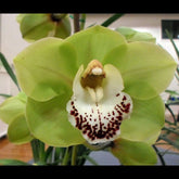 Cymbidium Green Valerie Flask Orchid - Rare and Beautiful Flower