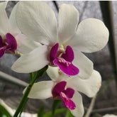 Dendrobium Wooleng Orchid Flower - Exquisite Beauty for Your Home or Gift