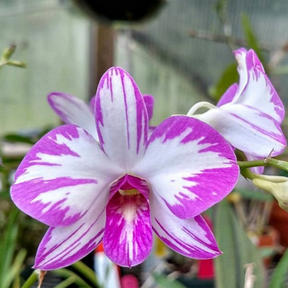 Dendrobium Enobi Orchid - Vibrant and Captivating Flower