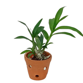 Den Pretty Princess x Compectum Orchid Plant - Exquisite Beauty for Your Home