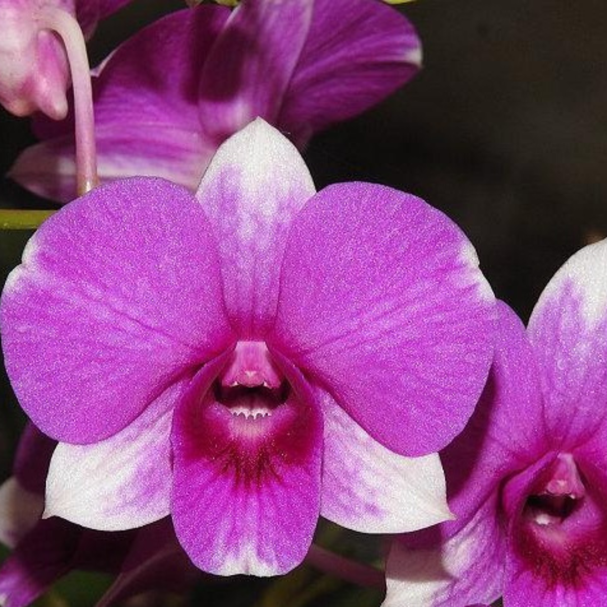 Den Pretty Princess x Compectum Orchid - Exquisite Beauty for Your Home