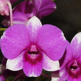 Den Pretty Princess x Compectum Orchid - Exquisite Beauty for Your Home