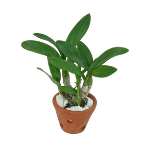 Dendrobium Jairak Mini Live Plant - Delicate and Charming Orchid for Your Home