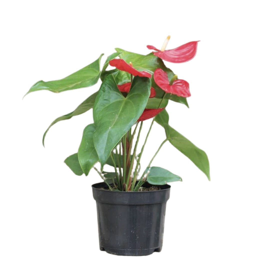 "Anthurium Tremendo - exotic blooms with vibrant colors against lush green foliage - premium quality plant "