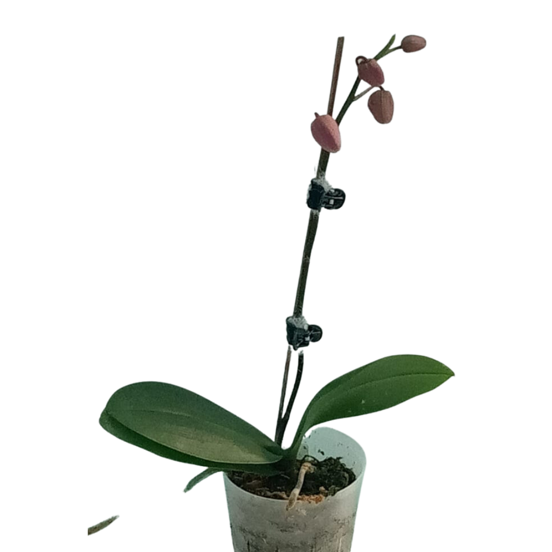 Phalaenopsis Vienna
