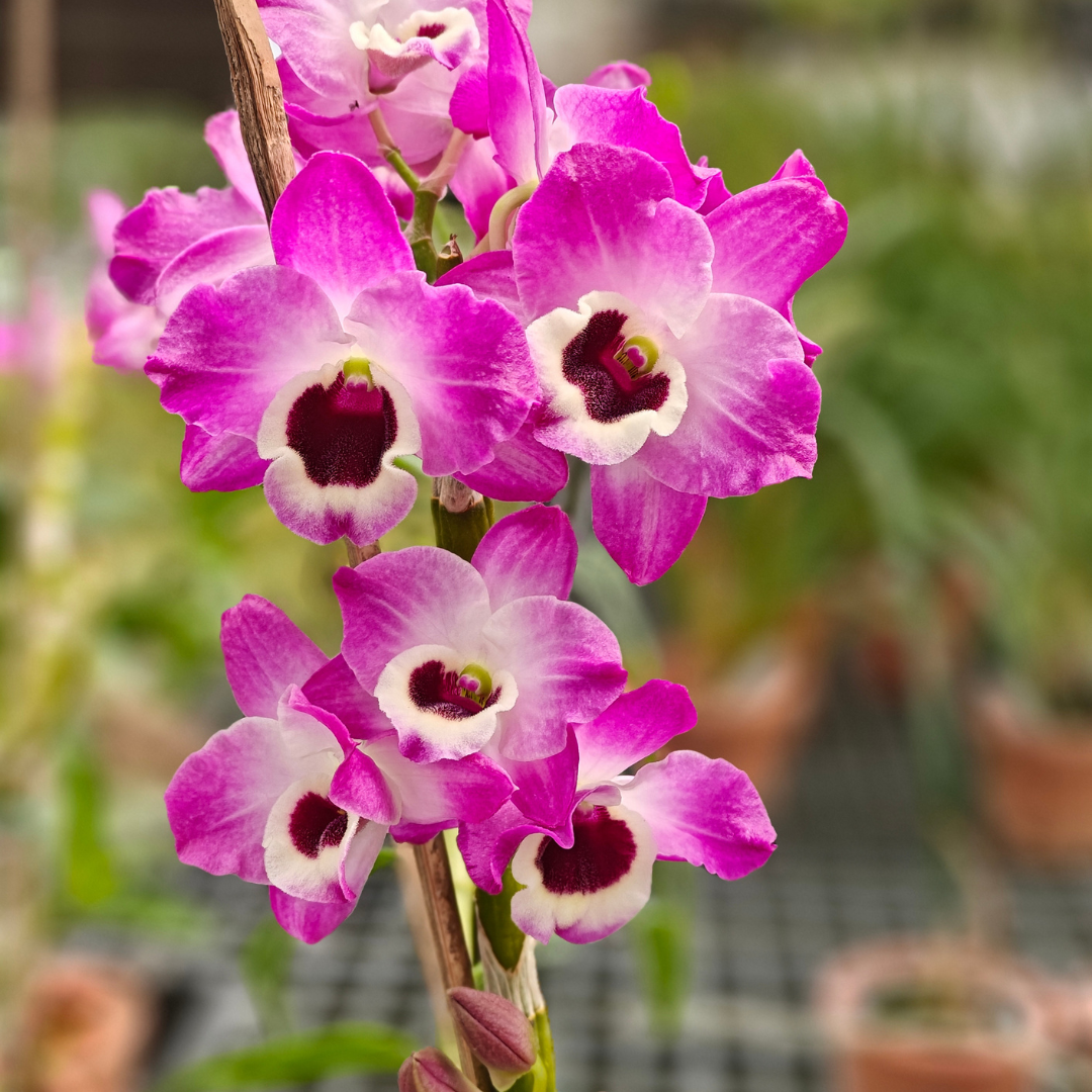 Dendrobium Nobile Hybrids