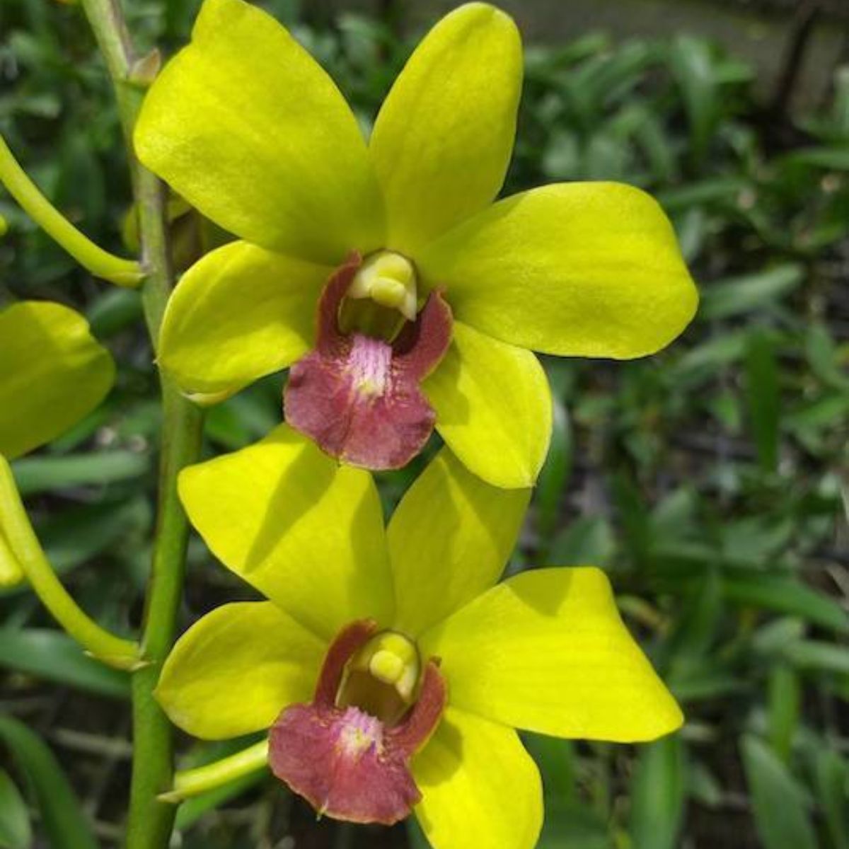 Dendrobium Burana Jade x Thongchai Gold orchid flower - Striking combination of jade and gold hues, showcasing mesmerizing beaut