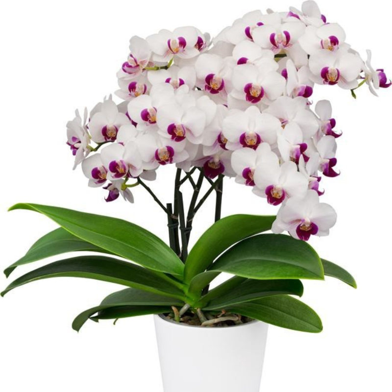 Phalaenopsis Safe Heaven