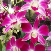 Dendrobium Sonia Purple Seedling: Promising Beauty in Compact Form for Your Growing Collection"