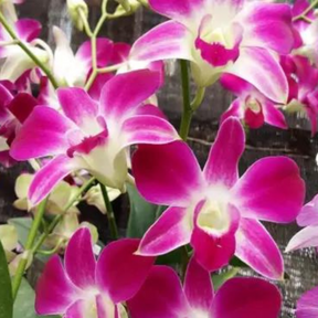 Dendrobium Sonia Purple Seedling: Promising Beauty in Compact Form for Your Growing Collection"