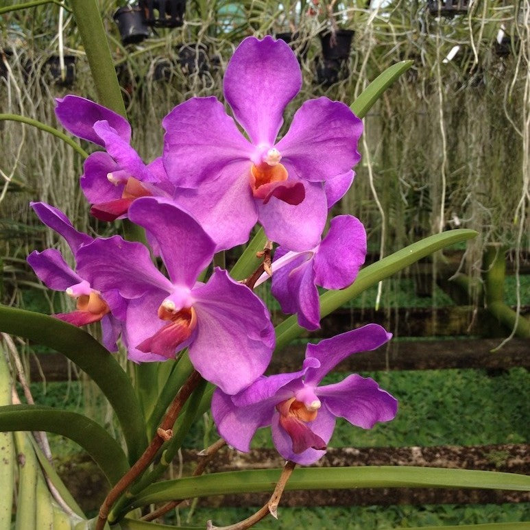 Vanda (Velthuis) Machao Tokyo Blue