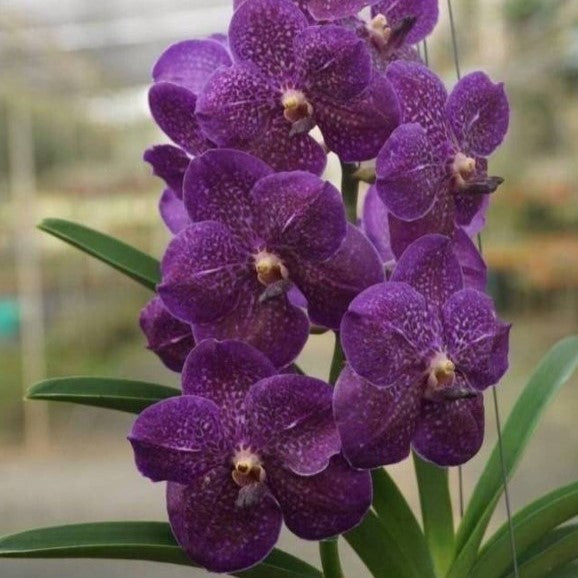 Vanda Wilas x Kasem’s Delight