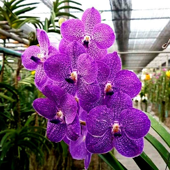 Vanda Banjong Sky Blue