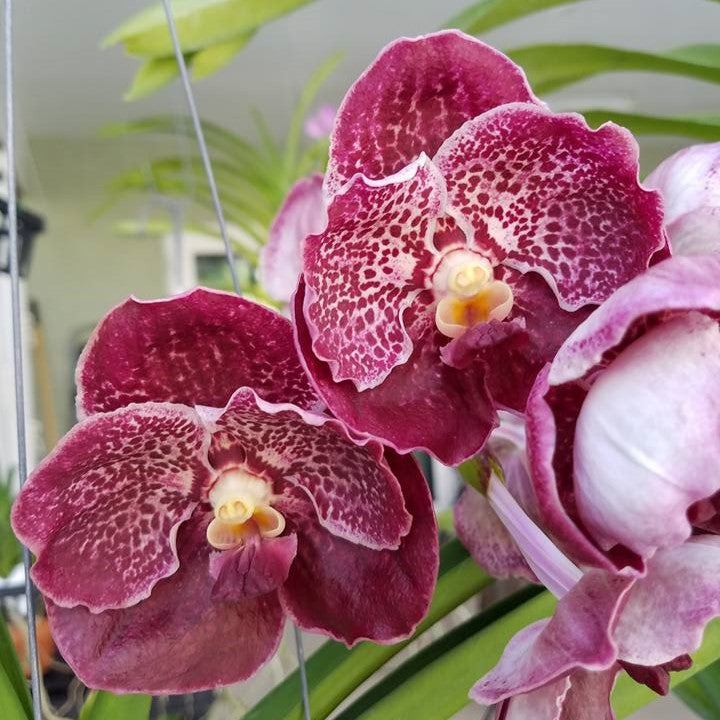 Vanda Majik Fancy