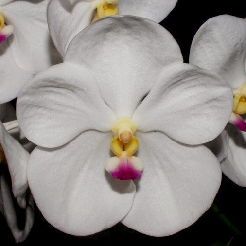 Elegant Vanda Nopporn White Diamond Orchid - Shop Now for Timeless Beauty