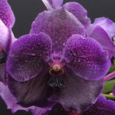Vanda Pure's Wax Blue New