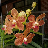 Vanda Tessellata x Puttarn Yip Golden