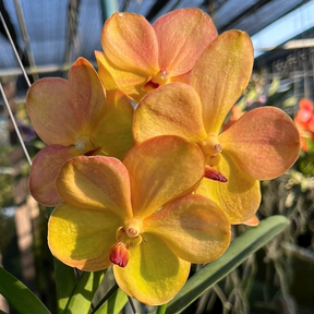 Vanda Yellow Butterfly Brown