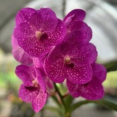 Vanda Wilas Pink 4 N x Bitz Hearthrob