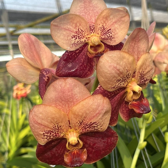 Vanda Suwannaphum Cardinal